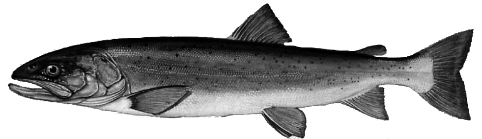 Hucho hucho_inicio.jpg